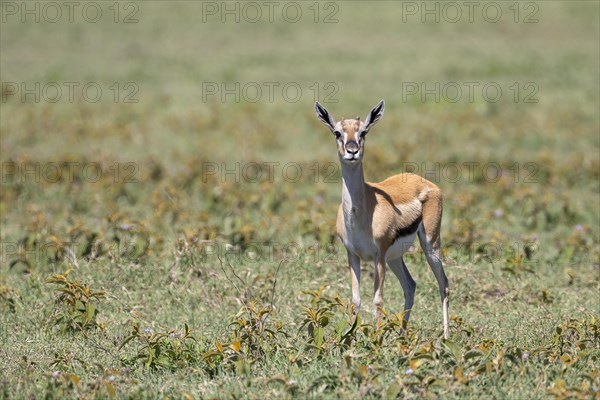 Serengeti thomsons gazelle