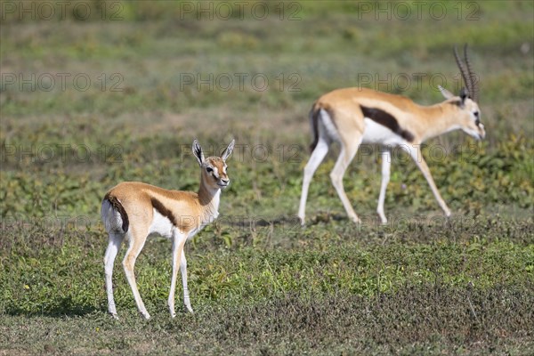 Serengeti thomsons gazelle