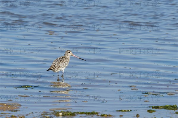 Bar-tailed Godwit