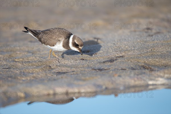 Ringed Plover