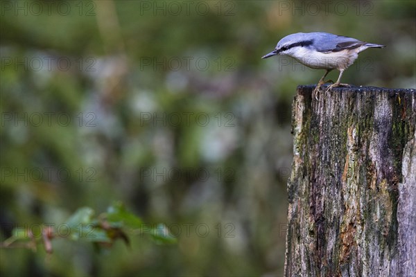 Northern eurasian nuthatch