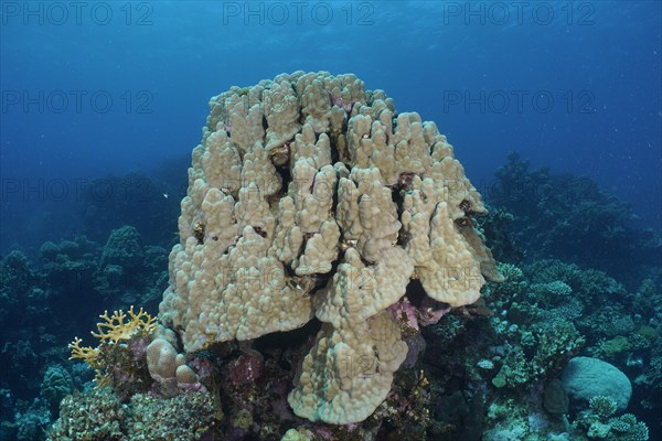 Solid pore coral