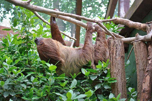 Two-toed Sloth