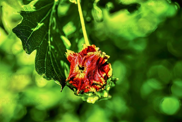 Red knobber gall of the knobber gall wasp