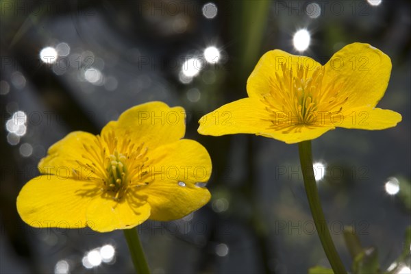 Marsh marigold