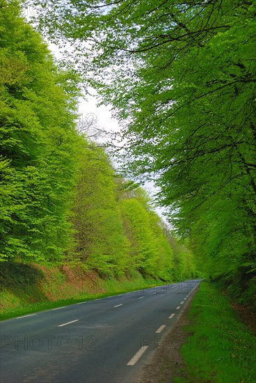 Foret au printemps