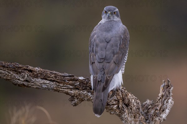 Northern goshawk