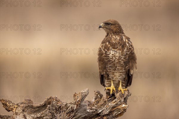 Steppe buzzard