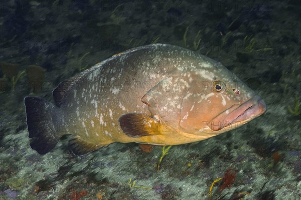 Dusky grouper