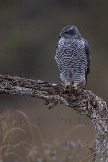 Northern goshawk