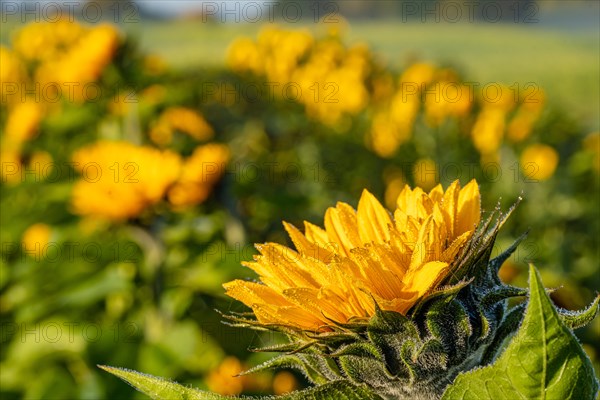 Sunflowers at sunrise, Gechingen, Germany, Europe