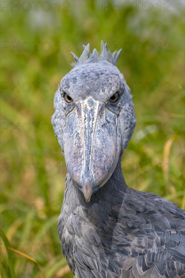 Shoebill