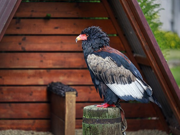 Bateleur