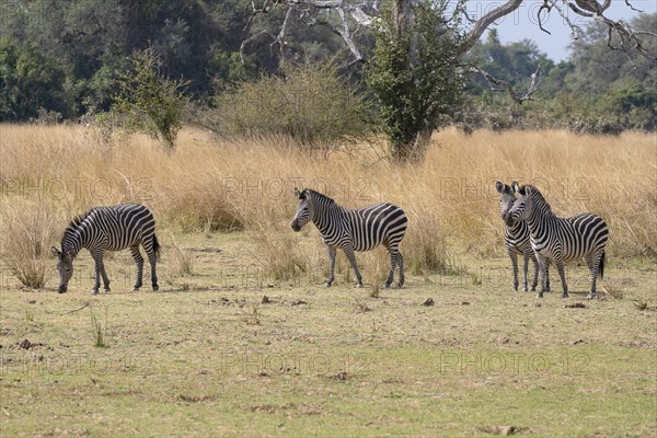 Plains Zebra of the subspecies crawshay's zebra