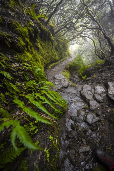 Mystic forest with mist, Vereda Francisco Achadinha hiking trail, Rabacal, Madeira, Portugal, Europe