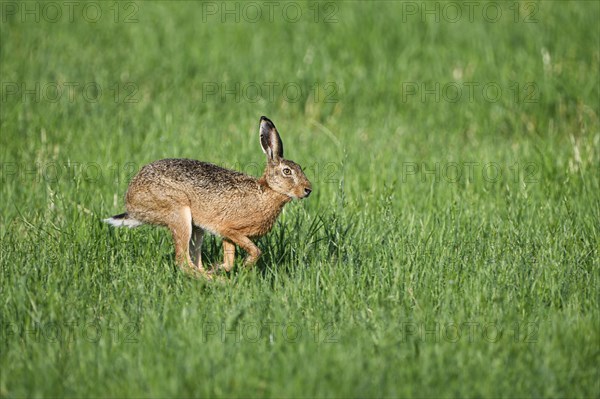 European brown hare