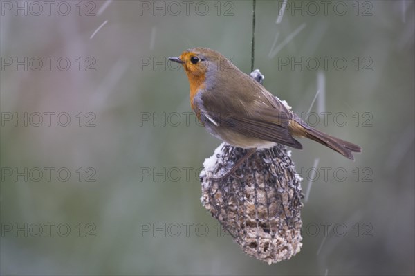 European robin