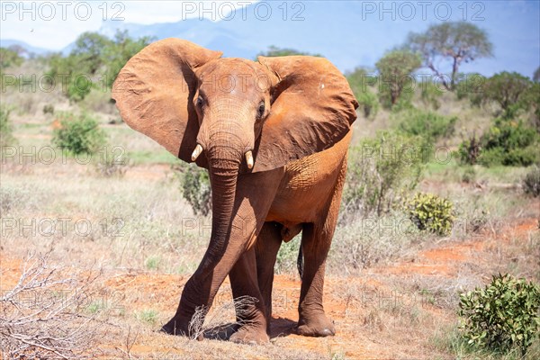 Elephant in Tsavo National Park, Kenya, East Africa, Africa