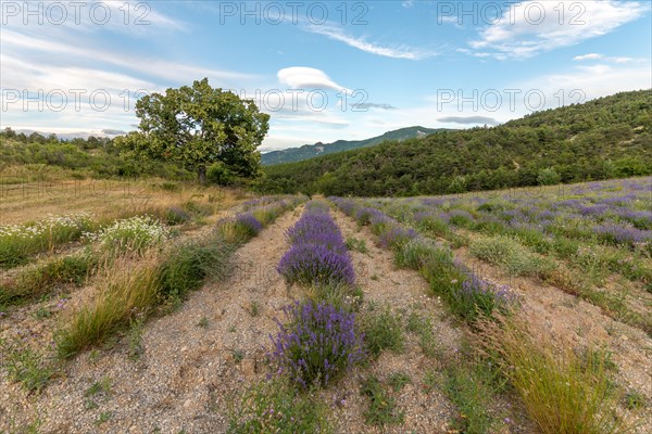 Lavender field in Provence. Vaucluse, Carpentras, Ventoux South, France, Europe