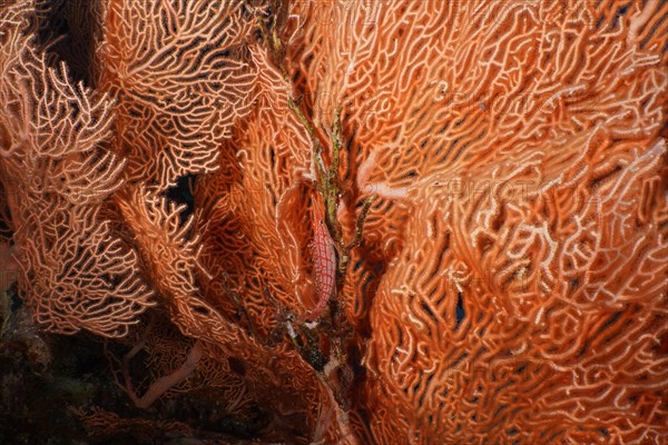 A longnose coral guard