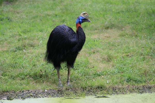 Northern cassowary