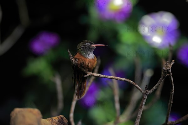 Red-bellied Amazon