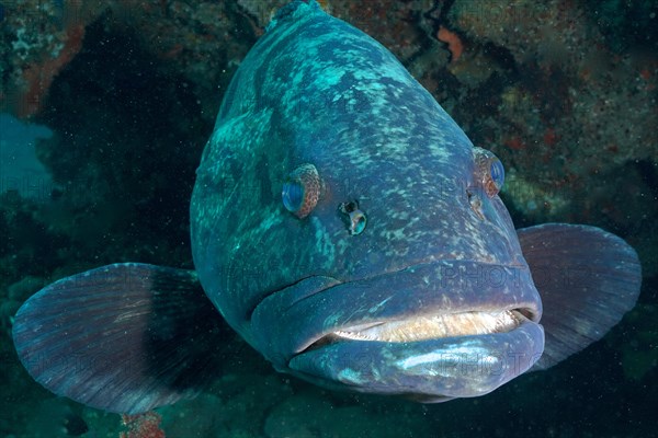 Portrait of potato grouper