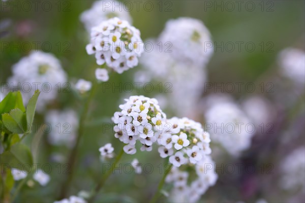 Alyssum