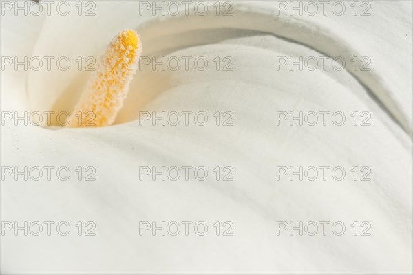 White arum in flower in the garden. Alsace, France, Europe