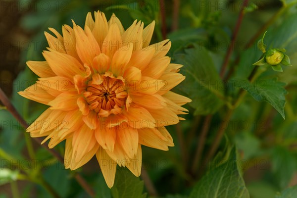 Dahlia flowers growing in a French garden park. Selestat, Alsace, France, Europe