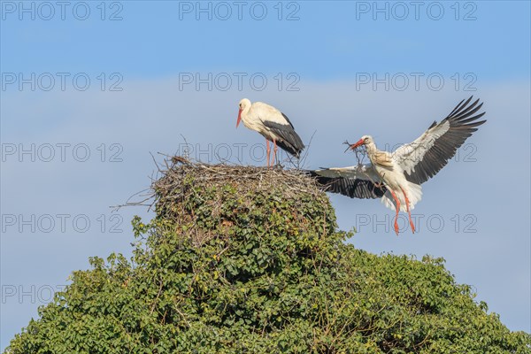 Pair of white stork