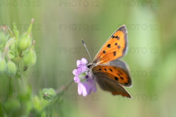 Small coppers