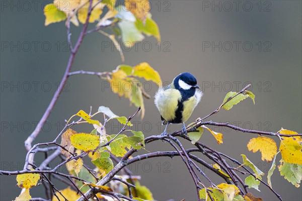 Great tit