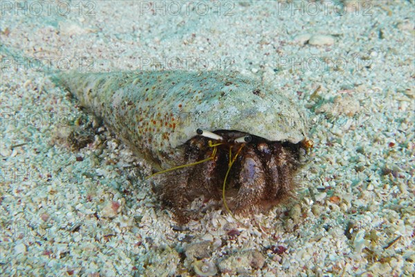 Hairy red hermit crab