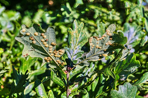 Galls of the oak lens gall wasp