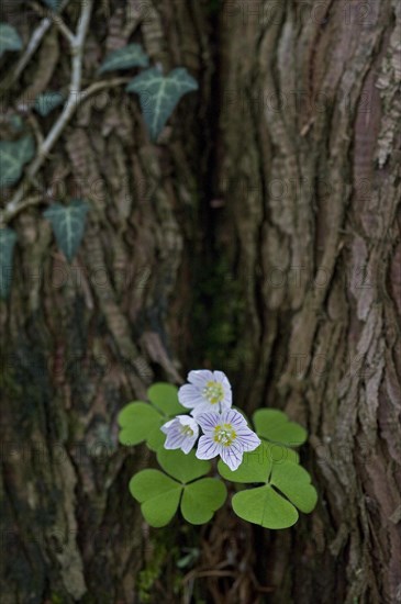 Common wood sorrel