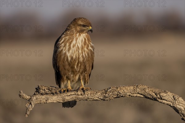 Steppe buzzard