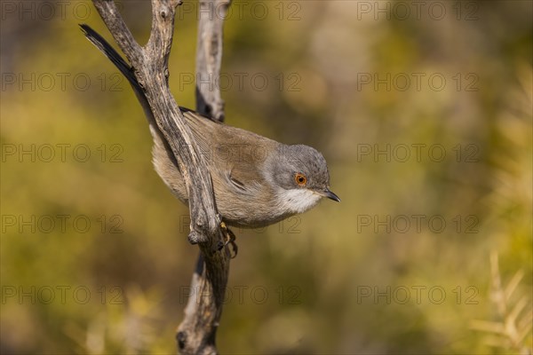 Sardinian warbler