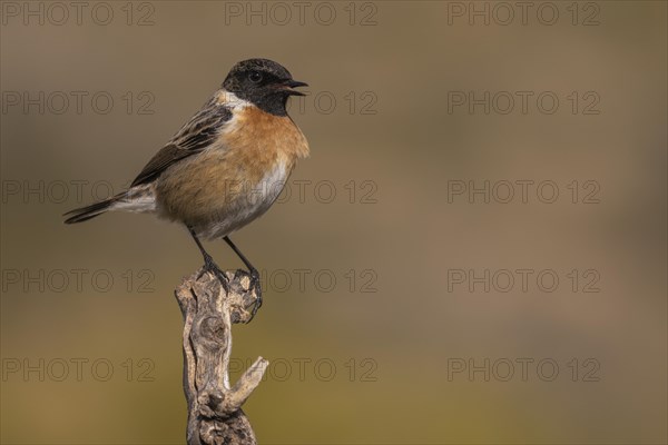 European stonechat