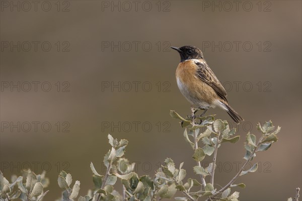 European stonechat