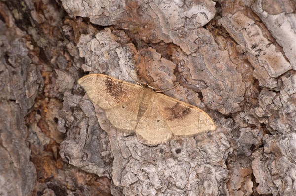 Two-coloured double-lined dwarf moth