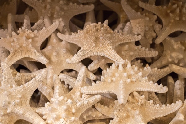 Beautiful starfish for decorative purposes