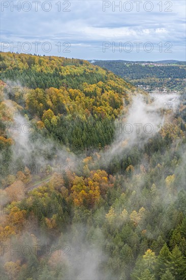 Autumn Forest, Morning, Black Forest, Germany, Europe