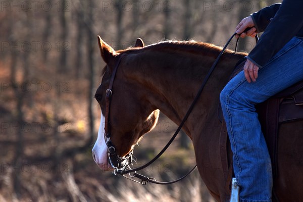 Close-up of the head and neck with headstall and reins of a western horse of the breed American Quarter Horse during training in the riding arena in late winter, chestnut coloured horse with large mark on the head and one blue eye, Rhineland-Palatinate, Germany, Europe