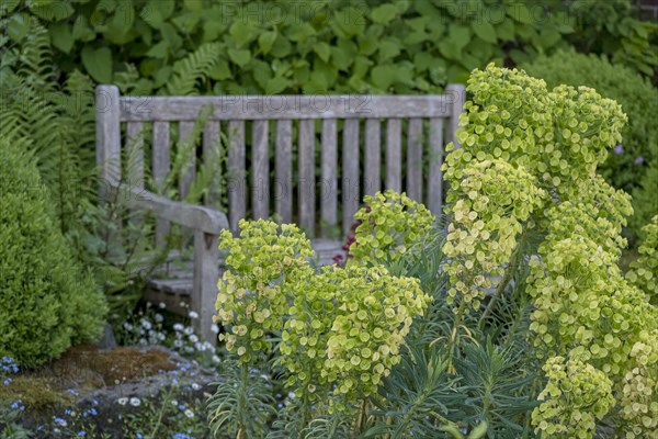 Mediterranean spurge