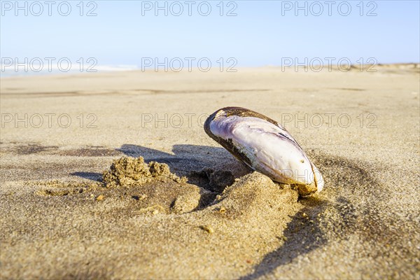 Closeup of Mussel shell on the beach with beautiful scenery in the background of the sea and beach. Swakopmund, Namibia, Africa