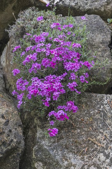 Creeping phlox