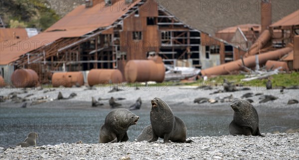 Sea Bears off South Georgia Whaling Station Stromness Bay