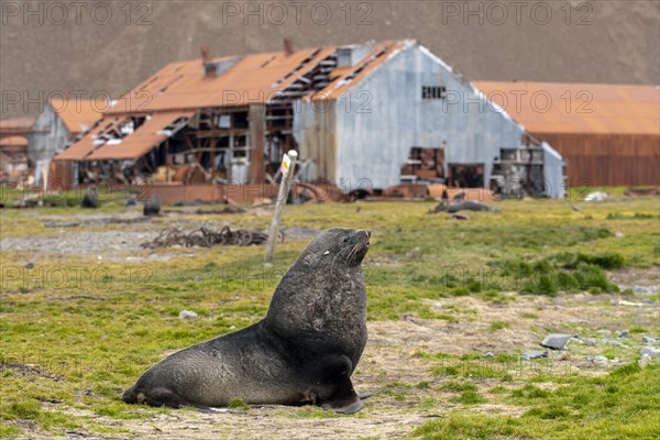 Sea Bears Stromness Bay South Georgia with Whaling Station