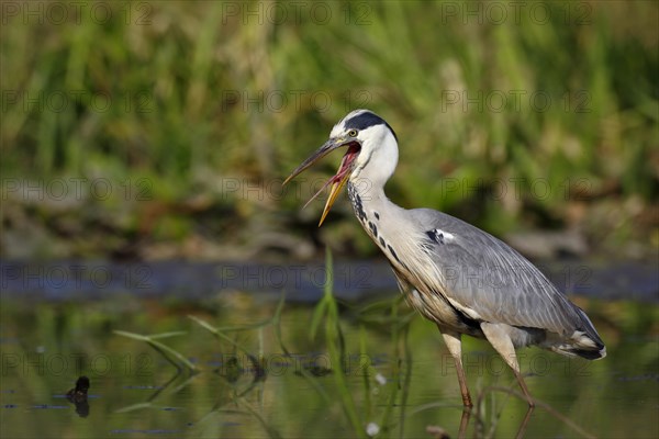 Grey heron